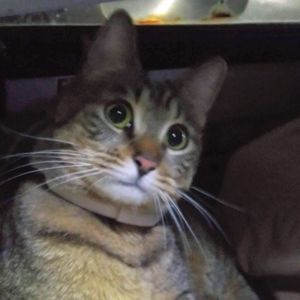 Meet your Posher, Nakia